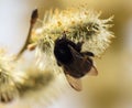 Bee on willow flowers in spring Royalty Free Stock Photo