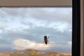 Bee on the window glass winter Royalty Free Stock Photo