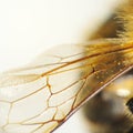 Bee wing detail Royalty Free Stock Photo