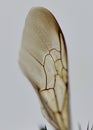 Bee wing detail. Royalty Free Stock Photo