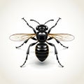 Black Sting Wasp Vector Illustration With Golden Light Style Royalty Free Stock Photo