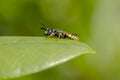 Bee Wolf - Philanthus triangulum