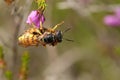 A Bee Wolf Wasp, Philanthus triangulum, with its prey that it has just caught a worker honey bee, Apis mellifera, perched on a Hea