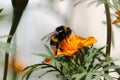 Bee at work, Bumblebee at work 4 Royalty Free Stock Photo