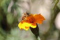 Bee at work, Bumblebee at work 7
