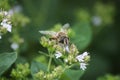Bee at work on flower on sunny day summer Royalty Free Stock Photo