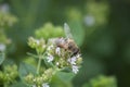 Bee at work on flower on sunny day summer Royalty Free Stock Photo