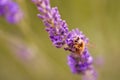 A bee at work on lavander Royalty Free Stock Photo