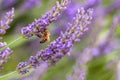 Bee at work in lavender Royalty Free Stock Photo