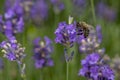 Bee at work on lavender flowers