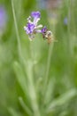 Bee at work on lavender flowers