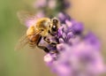 Bee at work on lavender Royalty Free Stock Photo