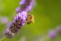 Bee at work in lavender Royalty Free Stock Photo