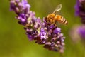 Bee at work in lavender Royalty Free Stock Photo