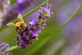 Bee at work in lavender Royalty Free Stock Photo