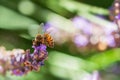 Bee at work on lavender