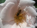 Bee At Work In A Rose