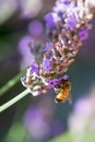Bee at work on lavender Royalty Free Stock Photo