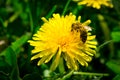 Bee at work on a yellow dandelion flower Royalty Free Stock Photo