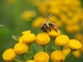 Bee at work, on a yellow flower Royalty Free Stock Photo