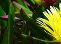 A bee worker transporting pollen in its legs