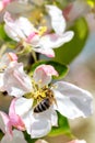 A bee is working on a blossoming apple tree in a spring garden Royalty Free Stock Photo