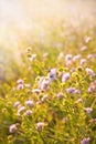 Bee working in field of flowers Royalty Free Stock Photo