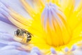 Bee working hard collecting pollen Royalty Free Stock Photo