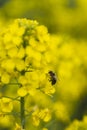 Bee working hard on a rapeseed yellow flower in spring Royalty Free Stock Photo