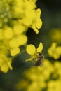 Bee working hard on a rapeseed yellow flower in spring Royalty Free Stock Photo