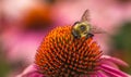 Bee working hard to get the objective Royalty Free Stock Photo