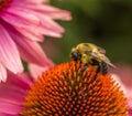 Bee working hard to get the objective Royalty Free Stock Photo
