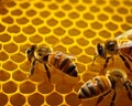 Bee are working on honeycomb. Two bees on a honeycomb with honey in the background Royalty Free Stock Photo