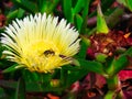 Bee working inside a yellow flower Royalty Free Stock Photo