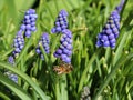 A bee working on muscari flowers Royalty Free Stock Photo