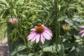 a bee working on a pink coneflower in the back garden Royalty Free Stock Photo
