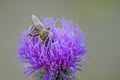 Bee working in purple flower Royalty Free Stock Photo