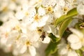 Bee working Spring blossom background