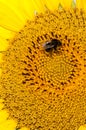 Bee working on sunflower Royalty Free Stock Photo