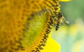 The bee working on sunflower Royalty Free Stock Photo
