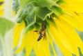 Bee working on sunflower, the insect in farm Royalty Free Stock Photo