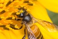 Bee working on sunflower, macro bee Royalty Free Stock Photo