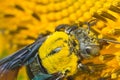 Bee working on sunflower, macro animal Royalty Free Stock Photo