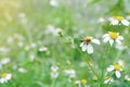 Bee working on wild weed flower field, Spanish needles, in morning sunlight of spring season.