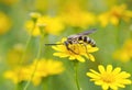 Bee working on yellow flower Royalty Free Stock Photo