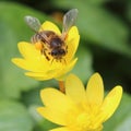 Bee working on yellow flower Royalty Free Stock Photo