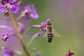 The bee works on the Fireweed flower Chamaenerion angostifolium.