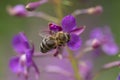 The bee works on the Fireweed flower Chamaenerion angostifolium.