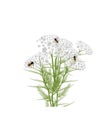 Bee on a yarrow flower. Vector illustration. Isolated on the white background