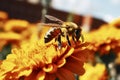 Bee on Yellow Blossom Macro